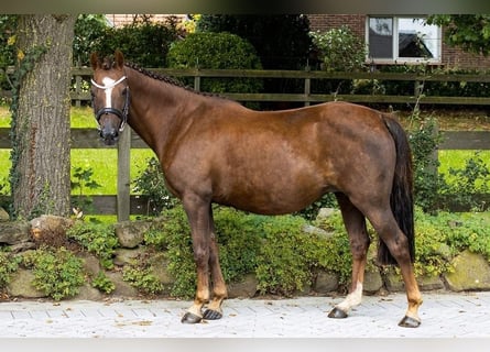 Pony tedesco, Giumenta, 15 Anni, 136 cm, Sauro scuro
