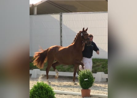 Pony tedesco, Giumenta, 15 Anni