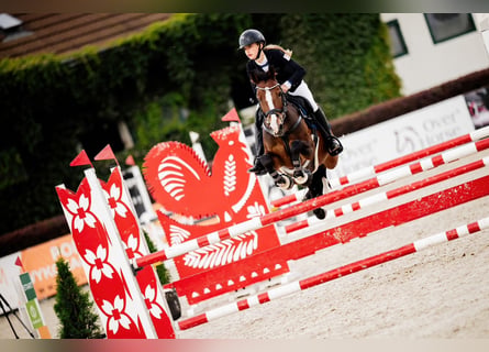 Pony tedesco, Giumenta, 16 Anni, 138 cm, Baio ciliegia