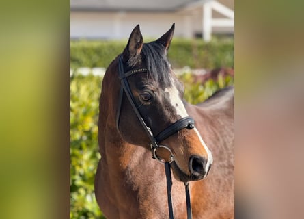 Pony tedesco, Giumenta, 16 Anni, 145 cm, Baio scuro