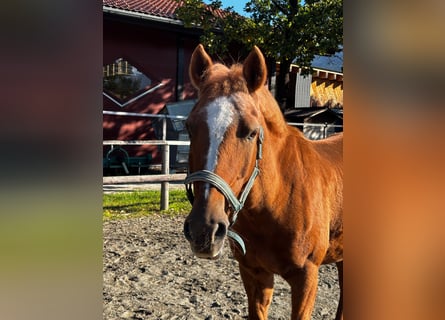 Pony tedesco, Giumenta, 16 Anni, 146 cm, Sauro