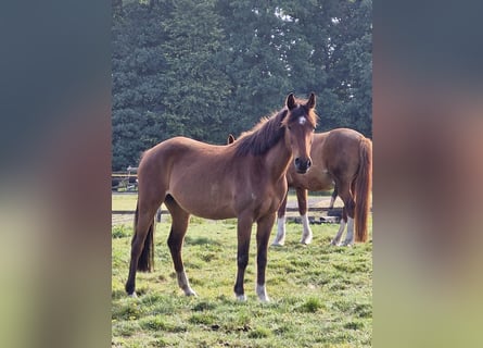 Pony tedesco, Giumenta, 17 Anni, 138 cm, Baio