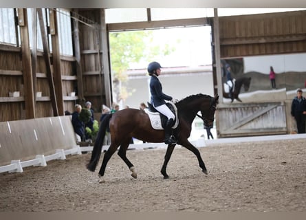 Pony tedesco, Giumenta, 17 Anni, 147 cm, Baio