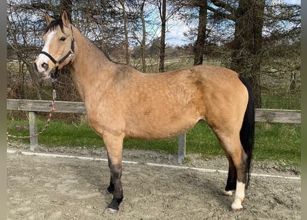 Pony tedesco, Giumenta, 17 Anni, 147 cm, Falbo