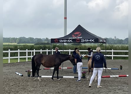 Pony tedesco, Giumenta, 18 Anni, 139 cm, Baio scuro