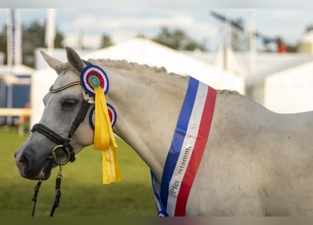 Pony tedesco, Giumenta, 18 Anni, 146 cm, Grigio