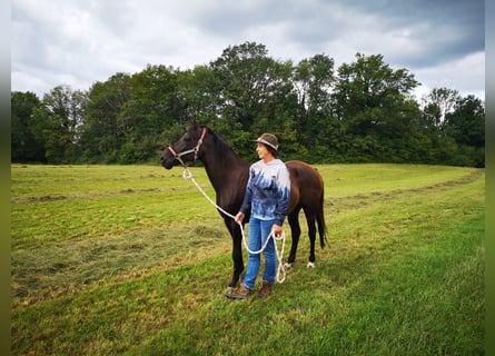 Pony tedesco, Giumenta, 18 Anni, 149 cm, Baio
