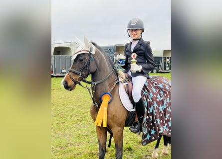 Pony tedesco, Giumenta, 19 Anni, 129 cm, Baio