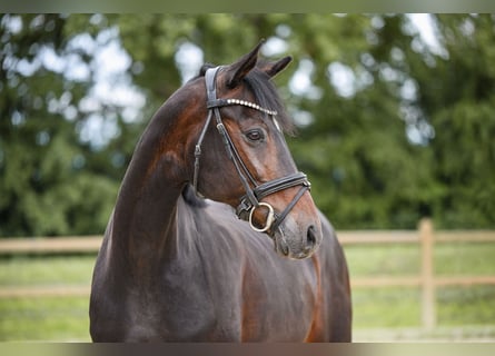 Pony tedesco, Giumenta, 19 Anni, 153 cm, Baio scuro