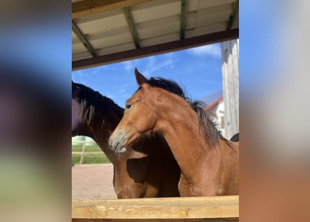 Pony tedesco, Giumenta, 1 Anno, 130 cm, Baio