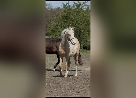 Pony tedesco, Giumenta, 1 Anno, 147 cm, Palomino