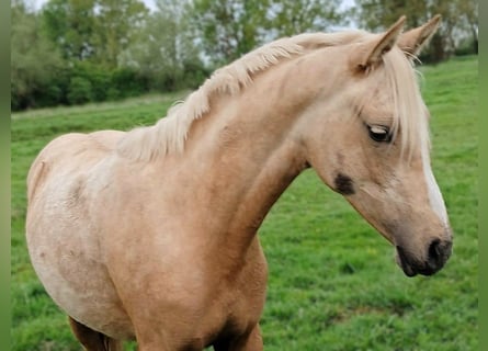 Pony tedesco, Giumenta, 1 Anno, Palomino