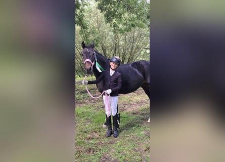 Pony tedesco, Giumenta, 22 Anni, 146 cm, Baio scuro