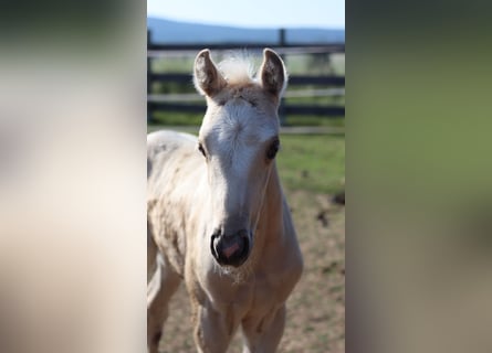 Pony tedesco, Giumenta, 2 Anni, 135 cm, Palomino