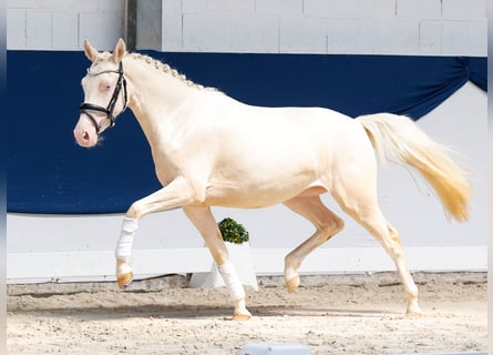 Pony tedesco, Giumenta, 2 Anni, 136 cm, Cremello