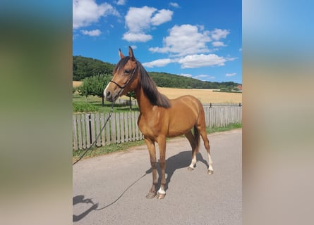 Pony tedesco Mix, Giumenta, 2 Anni, 140 cm, Baio