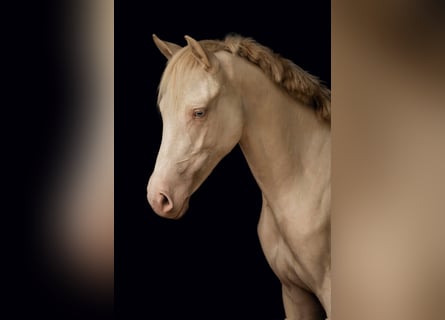 Pony tedesco, Giumenta, 2 Anni, 145 cm, Cremello