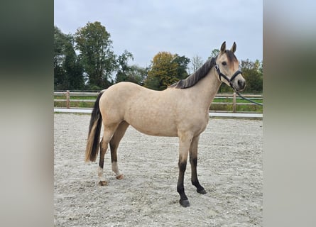 Pony tedesco, Giumenta, 2 Anni, 145 cm, Pelle di daino