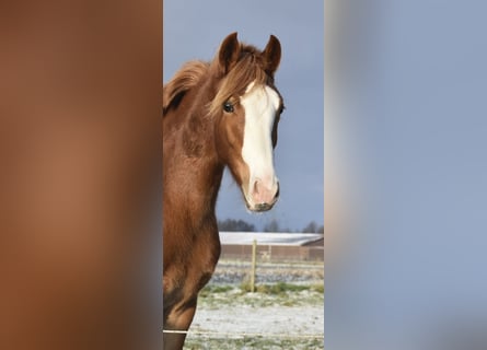 Pony tedesco, Giumenta, 2 Anni, 145 cm, Sauro