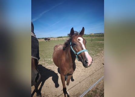 Pony tedesco, Giumenta, 2 Anni, 145 cm, Sauro