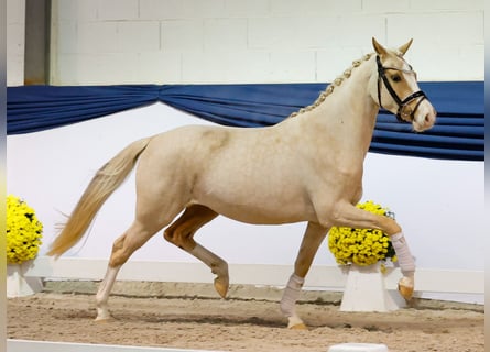 Pony tedesco, Giumenta, 2 Anni, 146 cm, Palomino