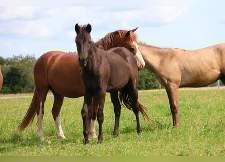 Pony tedesco Mix, Giumenta, 2 Anni, 150 cm, Morello