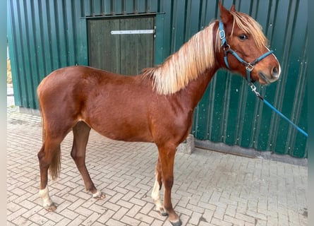 Pony tedesco, Giumenta, 2 Anni, 150 cm, Sauro