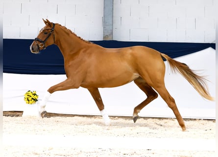 Pony tedesco, Giumenta, 2 Anni, 157 cm, Sauro scuro