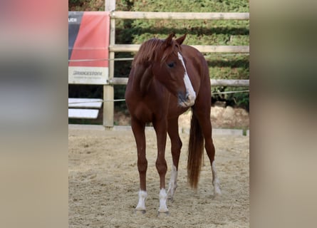 Pony tedesco, Giumenta, 2 Anni, Sauro