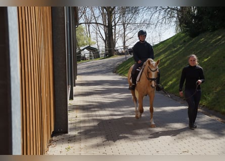 Pony tedesco, Giumenta, 3 Anni, 138 cm, Palomino