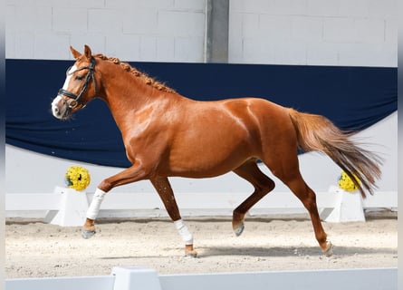 Pony tedesco, Giumenta, 3 Anni, 139 cm, Sauro