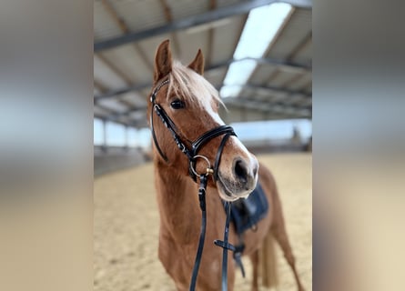 Pony tedesco, Giumenta, 3 Anni, 140 cm, Palomino