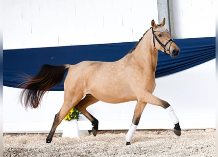 Pony tedesco, Giumenta, 3 Anni, 143 cm, Falbo