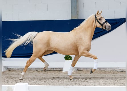 Pony tedesco, Giumenta, 3 Anni, 143 cm, Palomino