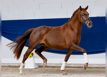 Pony tedesco, Giumenta, 3 Anni, 144 cm, Sauro scuro