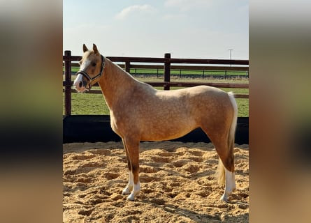 Pony tedesco, Giumenta, 3 Anni, 145 cm, Palomino