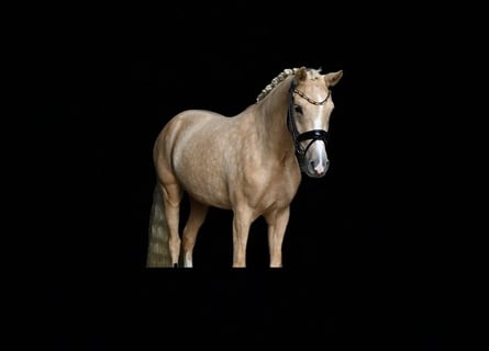 Pony tedesco, Giumenta, 3 Anni, 145 cm, Palomino