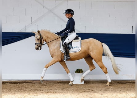 Pony tedesco, Giumenta, 3 Anni, 145 cm, Sauro