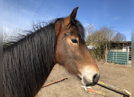 Pony tedesco, Giumenta, 3 Anni, 146 cm, Baio