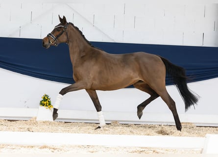Pony tedesco, Giumenta, 3 Anni, 146 cm, Baio scuro