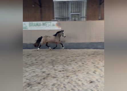 Pony tedesco, Giumenta, 3 Anni, 146 cm, Falbo