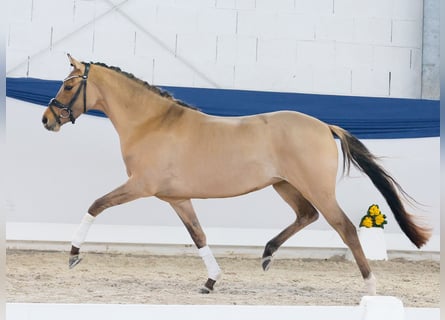 Pony tedesco, Giumenta, 3 Anni, 146 cm, Falbo