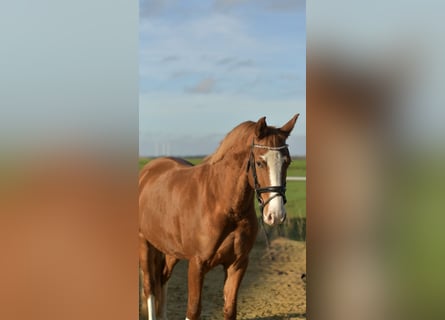 Pony tedesco, Giumenta, 3 Anni, 146 cm, Sauro