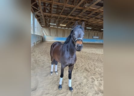 Pony tedesco, Giumenta, 3 Anni, 147 cm, Baio scuro