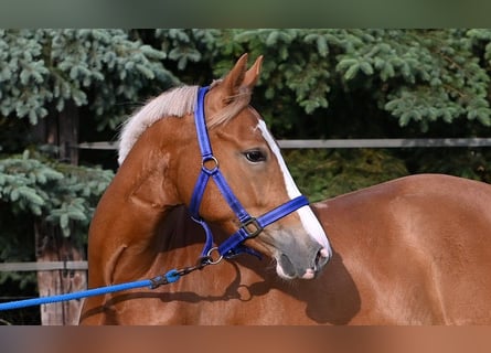 Pony tedesco, Giumenta, 3 Anni, 147 cm, Sauro