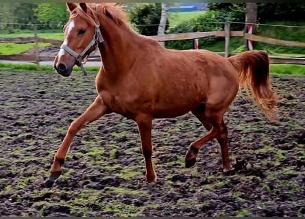 Pony tedesco, Giumenta, 3 Anni, 147 cm, Sauro