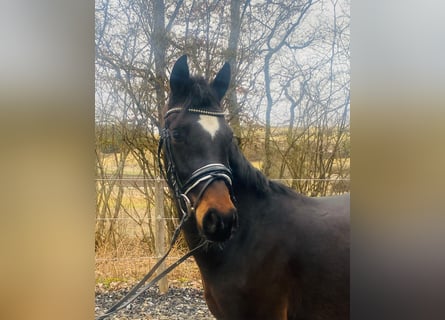 Pony tedesco, Giumenta, 3 Anni, 148 cm, Baio scuro