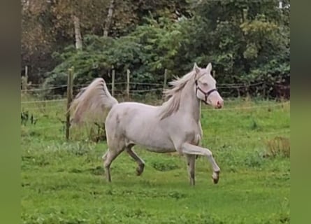 Pony tedesco, Giumenta, 3 Anni, 148 cm, Cremello