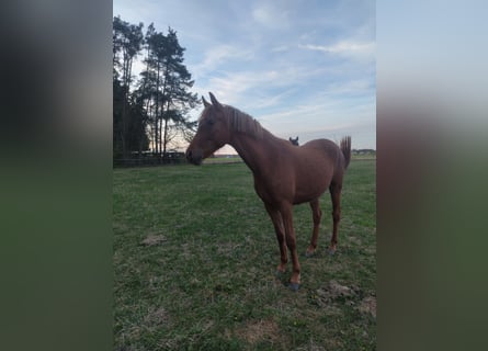 Pony tedesco, Giumenta, 3 Anni, 148 cm, Sauro ciliegia