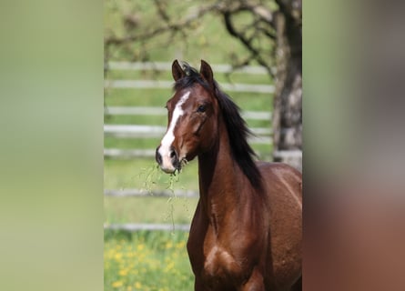 Pony tedesco Mix, Giumenta, 3 Anni, 150 cm, Baio